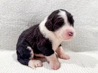Nova, a female Bernedoodle for sale in Tulsa, OK – Photo 7 of 10