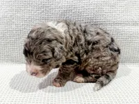 Atlas, a male Bernedoodle for sale in Tulsa, OK – Photo 6 of 10