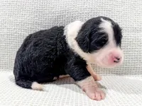 Nova, a female Bernedoodle for sale in Tulsa, OK – Photo 9 of 10