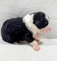 Nova, a female Bernedoodle for sale in Tulsa, OK – Photo 8 of 10