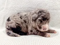 Atlas, a male Bernedoodle for sale in Tulsa, OK – Photo 10 of 10