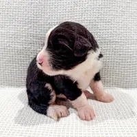 Nova, a female Bernedoodle for sale in Tulsa, OK – Photo 3 of 10