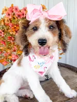 Pebbles , a female Miniature Aussiedoodle for sale in Tulsa, OK – 8 of 9