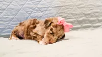 Annie , a female Aussiedoodle for sale in Tulsa, OK – 2 of 9