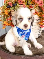 Marshall, a male Miniature Aussiedoodle for sale in Tulsa, OK – 10 of 10