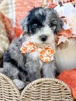 Patch , a male Aussiedoodle for sale in Tulsa, OK – 10 of 10