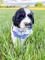 Po, a male Miniature Aussiedoodle for sale in Tulsa, OK – 5 of 10