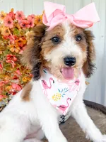 Pebbles , a female Miniature Aussiedoodle for sale in Tulsa, OK – 9 of 9