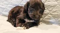 Theo, a male Aussiedoodle for sale in Tulsa, OK – 9 of 9