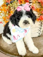Penelope, a female Miniature Aussiedoodle for sale in Tulsa, OK – 7 of 10
