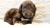 Theo, a male Aussiedoodle for sale in Tulsa, OK – 6 of 9