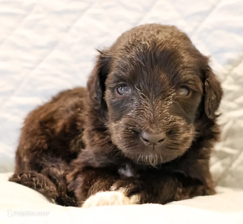Theo – Aussiedoodle puppy for sale in Tulsa, OK