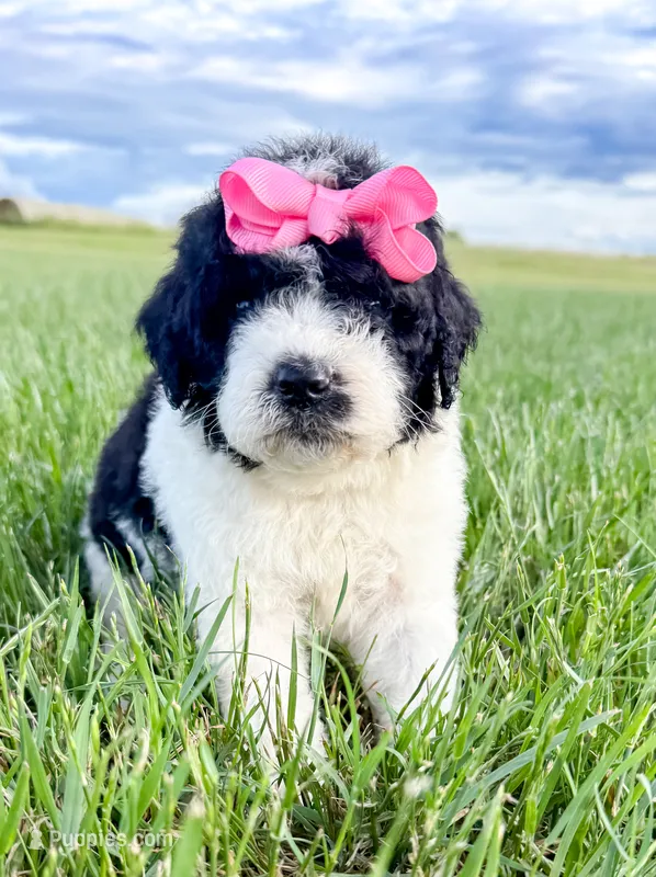 Penelope – Miniature Aussiedoodle puppy for sale in Tulsa, OK
