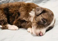 Bentley , a male Aussiedoodle for sale in Tulsa, OK – 3 of 8