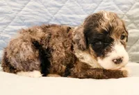 Patch , a male Aussiedoodle for sale in Tulsa, OK – 2 of 9