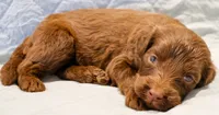 Ziggy, a male Aussiedoodle for sale in Tulsa, OK – 7 of 10