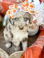Annie , a female Aussiedoodle for sale in Tulsa, OK – 2 of 8
