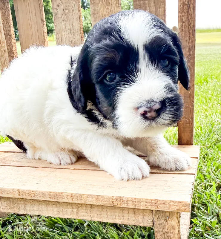 Po – Miniature Aussiedoodle puppy for sale in Tulsa, OK