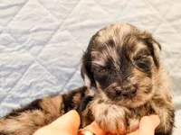 Dexter, a male Aussiedoodle for sale in Tulsa, OK – 3 of 10