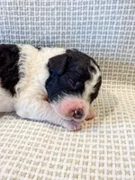 Penelope, a female Miniature Aussiedoodle for sale in Tulsa, OK – Photo 10 of 10