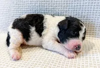 Penelope, a female Miniature Aussiedoodle for sale in Tulsa, OK – Photo 9 of 10