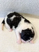 Penelope, a female Miniature Aussiedoodle for sale in Tulsa, OK – Photo 8 of 10