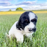 Po, a male Miniature Aussiedoodle for sale in Tulsa, OK – 2 of 10