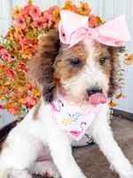 Pebbles , a female Miniature Aussiedoodle for sale in Tulsa, OK – 4 of 9