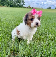 Pebbles , a female Miniature Aussiedoodle for sale in Tulsa, OK – 5 of 10