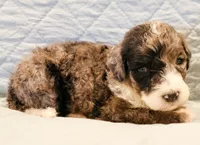 Patch , a male Aussiedoodle for sale in Tulsa, OK – 6 of 9