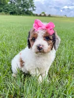 Pebbles , a female Miniature Aussiedoodle for sale in Tulsa, OK – 7 of 10
