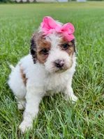 Pebbles , a female Miniature Aussiedoodle for sale in Tulsa, OK – 4 of 10