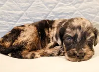 Dexter, a male Aussiedoodle for sale in Tulsa, OK – 4 of 10