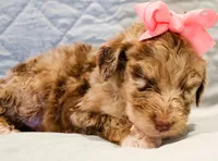 Annie , a female Aussiedoodle for sale in Tulsa, OK – 3 of 9