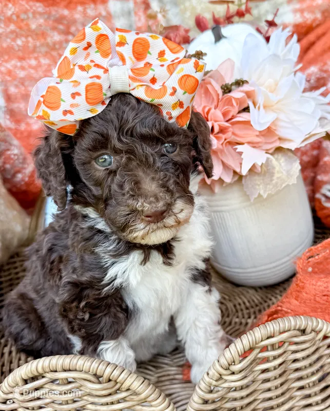 Raven  – Aussiedoodle puppy for sale in Tulsa, OK