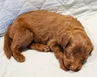 Ziggy, a male Aussiedoodle for sale in Tulsa, OK – 8 of 10