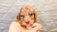 Annie , a female Aussiedoodle for sale in Tulsa, OK – 9 of 9
