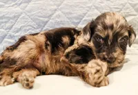 Dexter, a male Aussiedoodle for sale in Tulsa, OK – 8 of 10