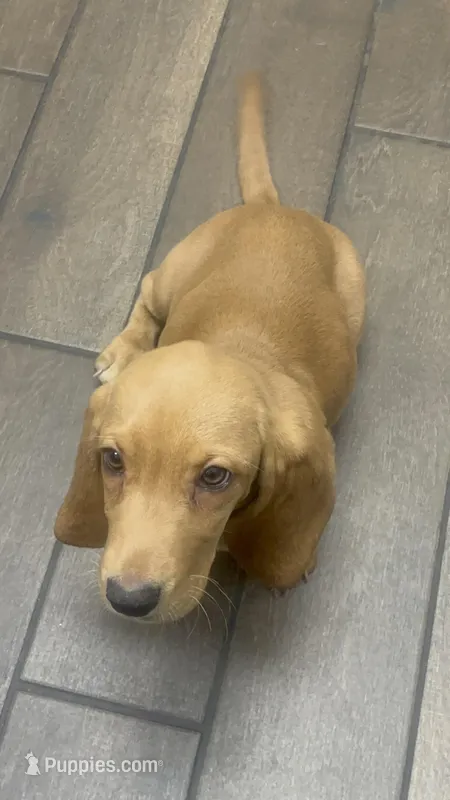 Bella – Basset Hound puppy for sale in Hermitage, TN