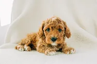 processed/6664a04e-f42b-416b-8eb7-fed1e35ce20d/listing/4cec845e-7352-4e82-829b-f2fa40ae135d/42bf3221-cf7c-4a33-b0f4-2fc0f555cd6a