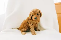 Duke, a male Cavapoo for sale in Dundee, OH – Photo 2 of 5