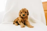 Duke, a male Cavapoo for sale in Dundee, OH – Photo 4 of 5