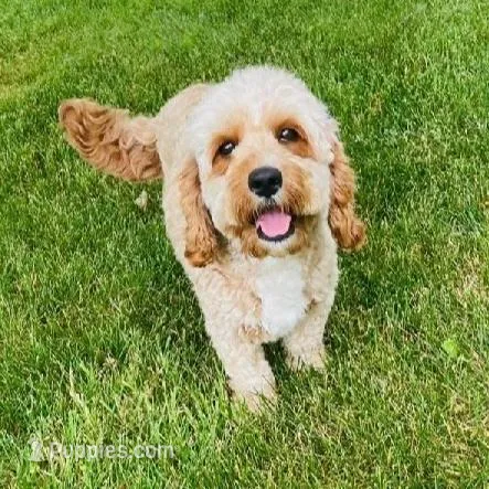 Duke, a male Cavapoo for sale in Dundee, OH – Photo 5 of 5