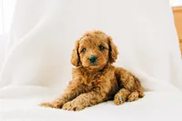 Duke, a male Cavapoo for sale in Dundee, OH – Photo 1 of 5