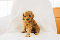 Duke, a male Cavapoo for sale in Dundee, OH – Photo 3 of 5