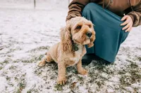 Rory, a female Cavapoo for sale in Dundee, OH – Photo 1 of 2