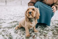 Rory, a female Cavapoo for sale in Dundee, OH – Photo 2 of 2