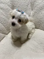 Puppy boy Maltipoo, a female Maltipoo for sale in Shelby Charter Township, MI – Photo 3 of 5