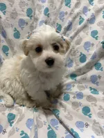 Puppy boy Maltipoo, a female Maltipoo for sale in Shelby Charter Township, MI – Photo 5 of 5