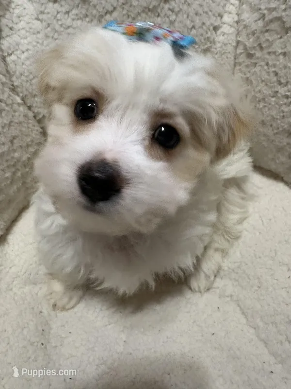 Puppy boy Maltipoo – Maltipoo puppy for sale in Shelby Charter Township, MI